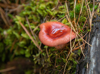 mushroom in the forest.
