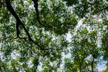 The green trees top in forest