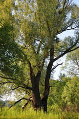 Old poplar tree
