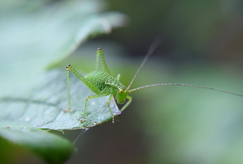 Cricket
