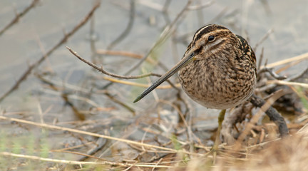 Common Snipe (Gallinago gallinago)
