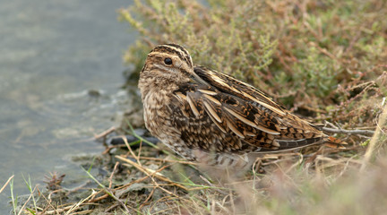 Common Snipe (Gallinago gallinago)