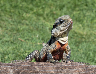Water Lizard close up