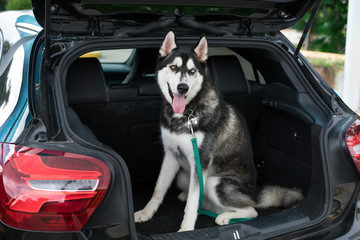 Siberian husky ready to travel in a car trunk © Luna Vandoorne