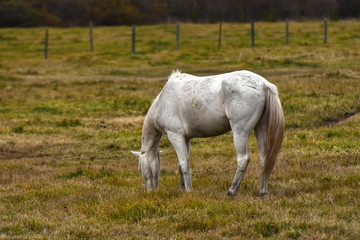 Obraz na płótnie Canvas White Stallion Horse Grazing