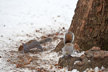 couple of squirrels eating hazelnuts in the snow