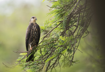 gavião-caramujeiro (Rostrhamus sociabilis)