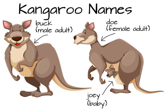 Kangaroo and body part