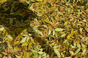 leaves in water