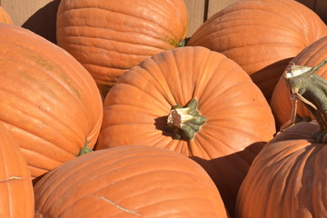 pumpkins and gourds