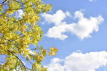 autumn leaves against blue sky