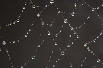 Web