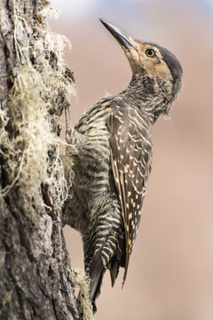 Woodpecker posing on a tree trunk