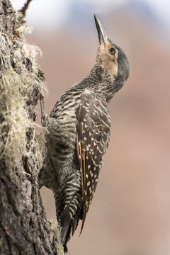 Chilean Flicker climbing the tree