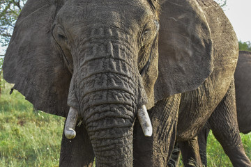 Inquisitive elephant in the Serengeti National Park, Tanzania.