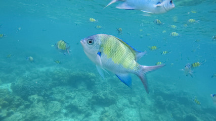 Fototapeta na wymiar Underwater Colorful Fish