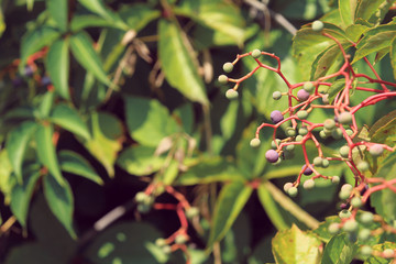 wild creeper fruit in autumn