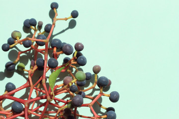 blue wild fruit on green background