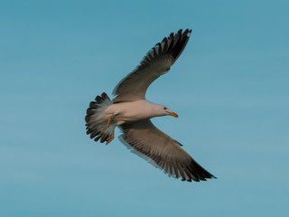 seagull in flight
