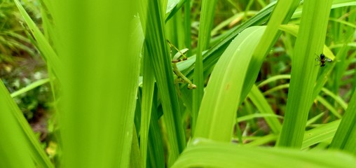 Grasshopper in farm