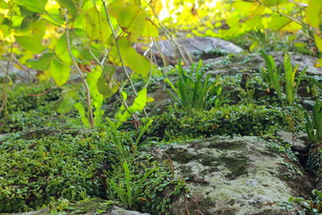 駿府城の城壁と緑