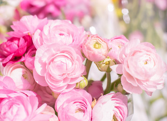Closeup of peony flowers  