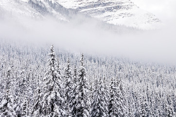 Snowy Winter Mountain Forest Scene