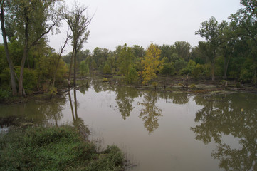 Fototapeta na wymiar Fall Colors In a Swamp