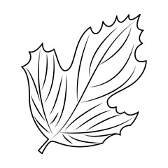 autumn leaf seasonal icon