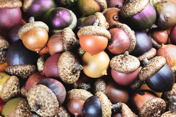 Awesome Collection of Painted Acorns of all Colors