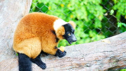 Lemur © justin