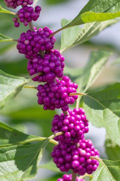 Beautyberry