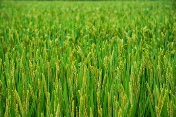 Rice that will mature