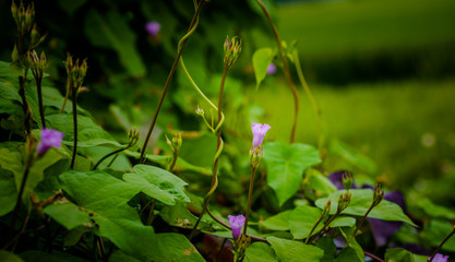 Captured in Hangzhou Xixi Wetland scenery