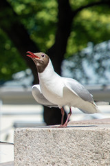 Black-headed gull in summer hood sings in Turku, Finland.