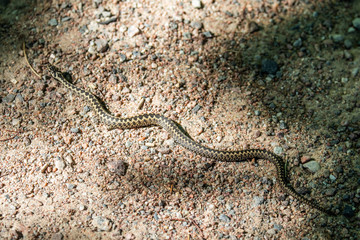 Common viper blends in on a sunny path on the island of Seili, in the Åland Islands, Finland.