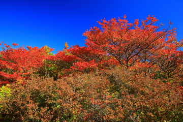 Fototapeta premium 紅葉の栗駒山