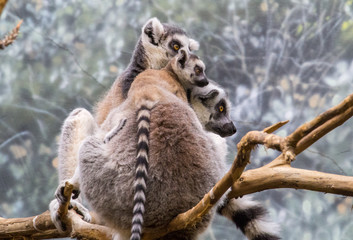 Lemur Family With Baby Cuddle