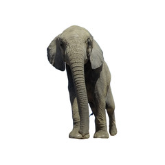 Baby Elephant isolated on white background  