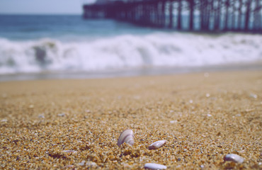 shell on the beach