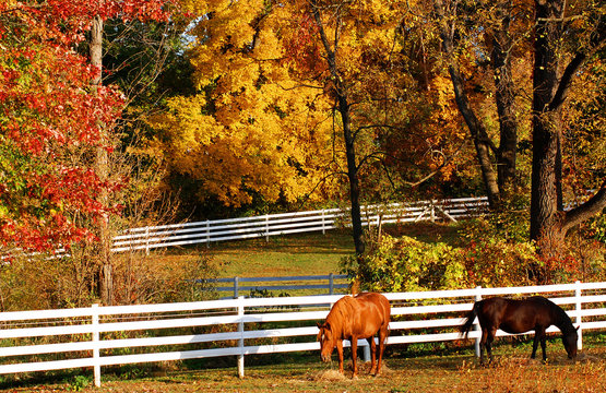 Two horses in front of white fence in autumn