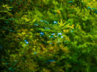 Captured in Hangzhou Xixi Wetland scenery