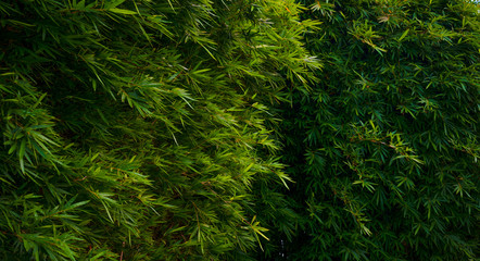 Captured in Hangzhou Xixi Wetland scenery