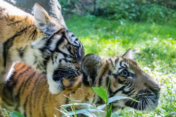 Juvenile Tiger Cub Siblings Playing, Biting Back