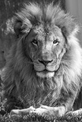 Male Lion Portrait