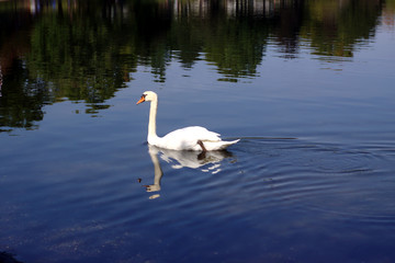 Swan on Lake with reflection