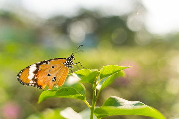 Closeup monarch butterfly on flower n blurred yellow sunny background, Copy space for your text.