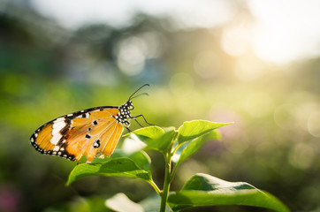 Fototapeta na wymiar Closeup monarch butterfly on flower n blurred yellow sunny background, Copy space for your text.