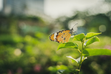 Closeup monarch butterfly on flower n blurred yellow sunny background, Copy space for your text.