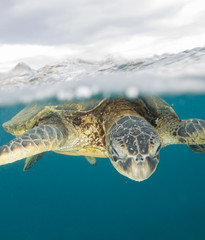 Obraz premium Hawaiian Green Sea Turtle